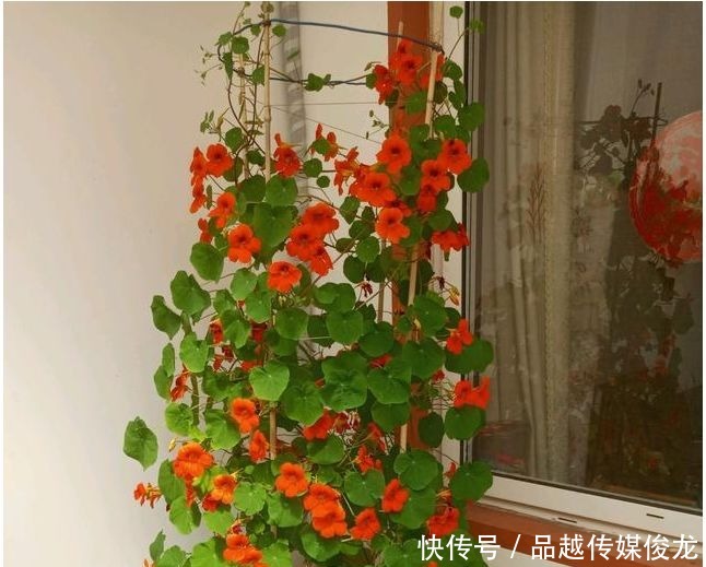 铜钱|旱金莲老不开花?注意以下5点,花开美又多,颜值吊打铜钱草!