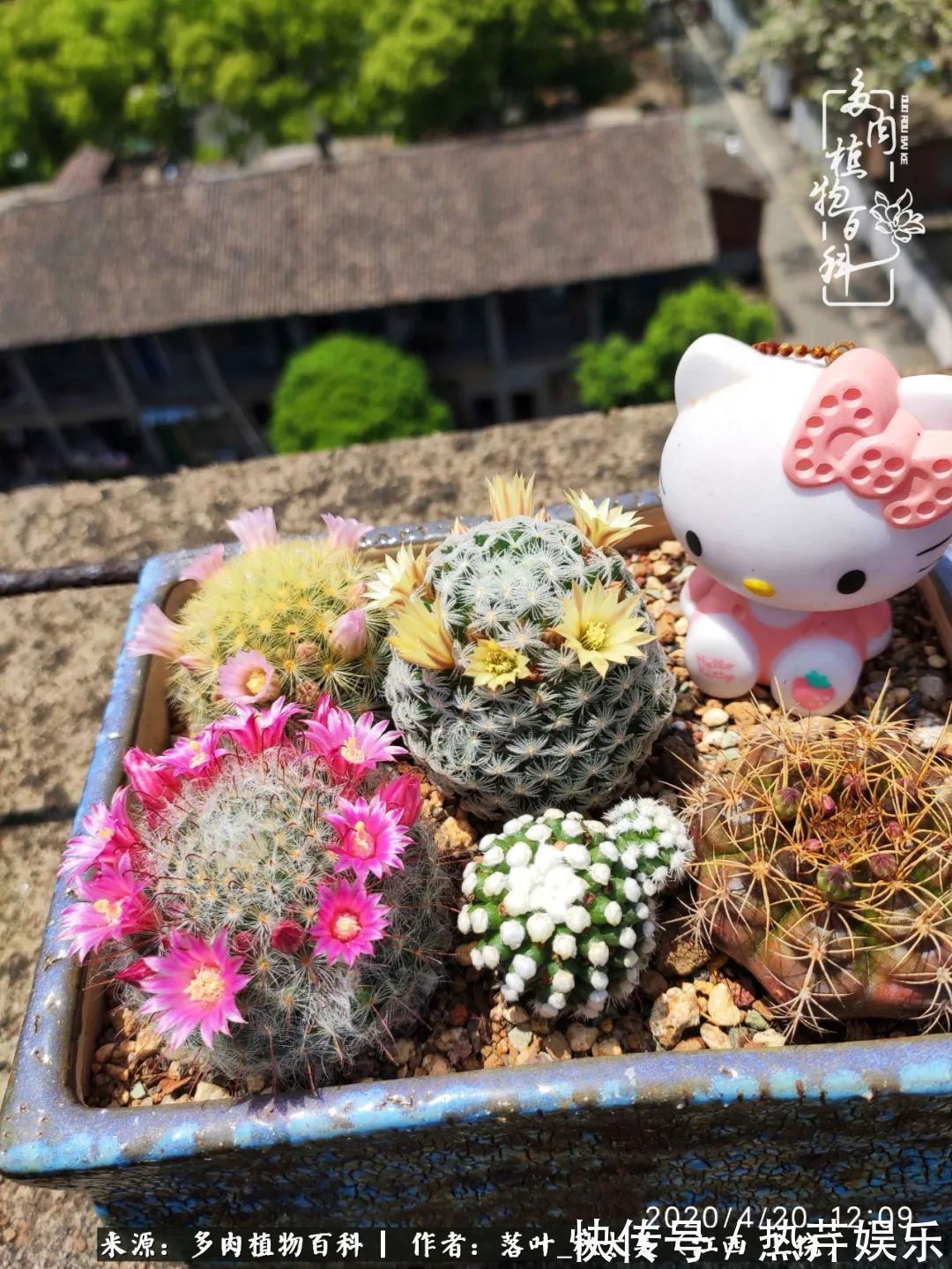 红太阳|养多肉秋天景天坑,夏天球球坑,人生百味都想尝!