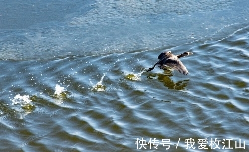 西湖|千只黑鸟抱团飞行，当地上岁数的老人说这件稀罕事平生第一次遇见