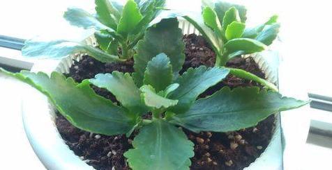 扦插成活的长寿花，“四项”重要管理缺一不可，成型快，开花多