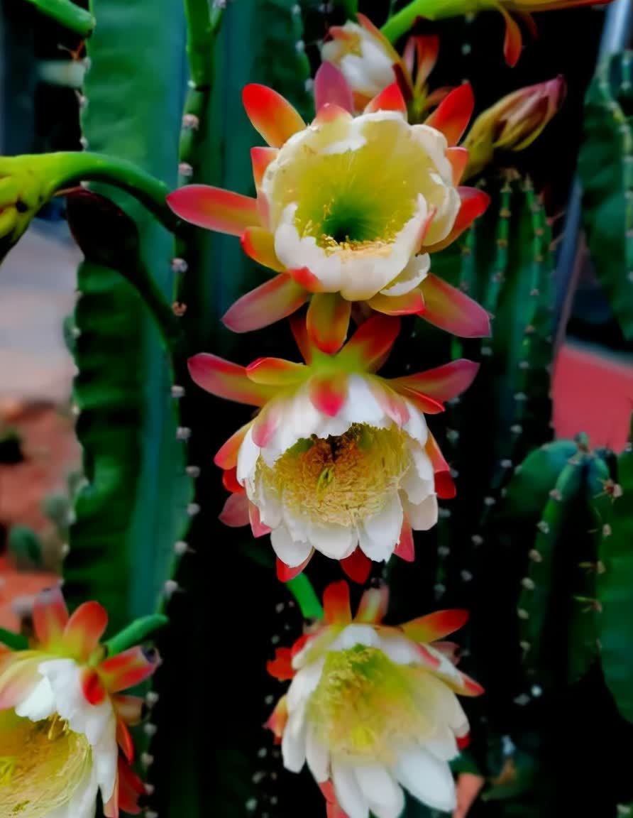 铁树|五种“镇宅花”,听名字就很“霸气”,关键还好养