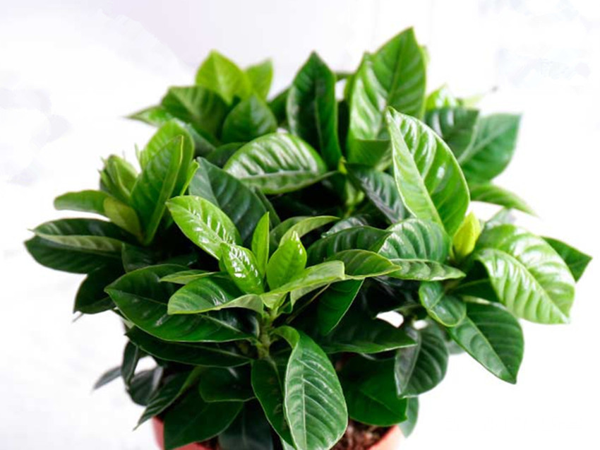 养花不要乱施肥，花卉缺什么看叶就知道，科学施肥才能养好花