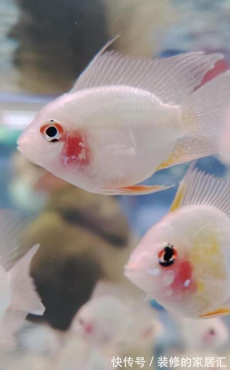 冬天的萝卜是个宝!教你个新做法,爽脆鲜嫩,全家老少都爱吃!