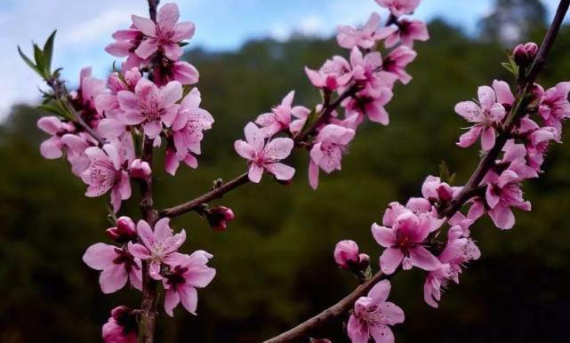 桃花运|1月6日-1月27日,赚得荷包鼓鼓,大运扎堆,财富堆成山的4大生肖
