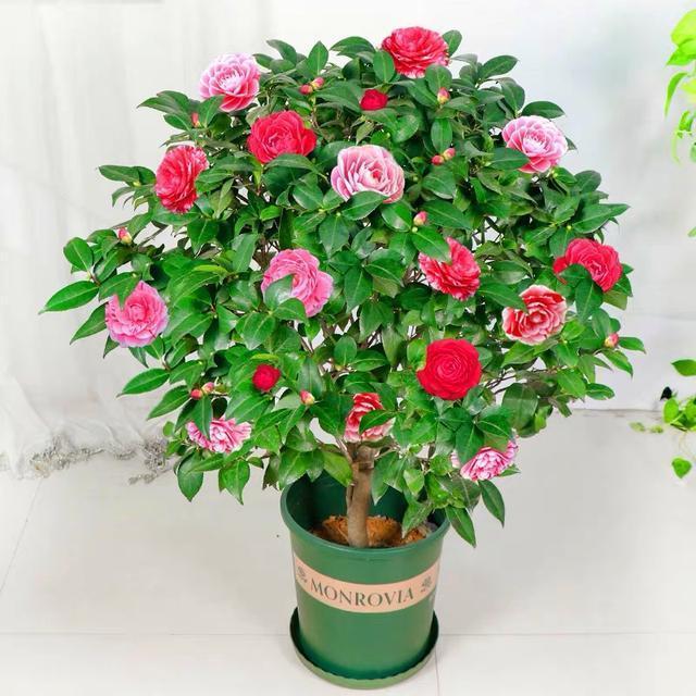 茶花|天冷了,3种花别“急着”搬进屋,在外“冻一冻”,开花又多又艳