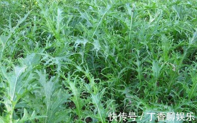 鱼籽|子宫光滑的女性,均爱吃以下4种食物,缓解痛经,预防子宫早衰!