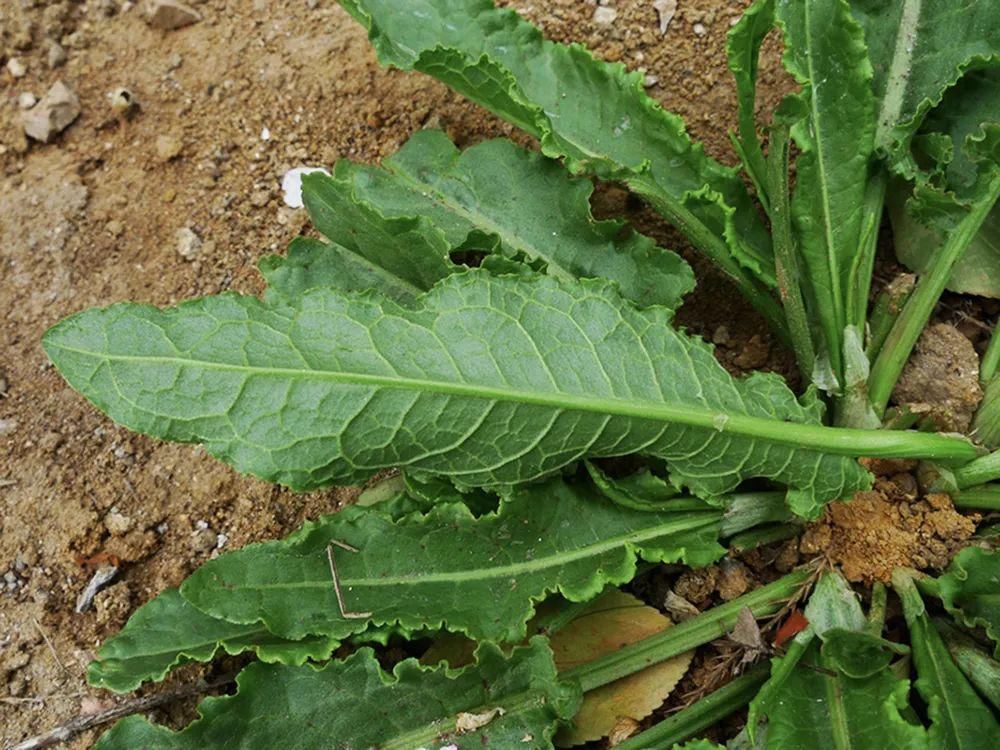  如今|曾是穷苦人的救命野菜，如今15元一斤成稀罕货，俗称“野菠菜”