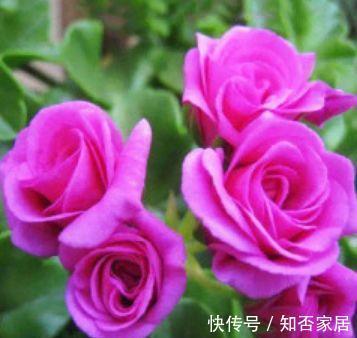 花友|农历7月5号起，最适合养这些花，花开香气扑鼻，庭院变花海