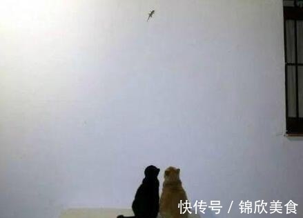 |爆笑段子走廊夜灯是声控的，邻居们亮灯的方式各有千秋！