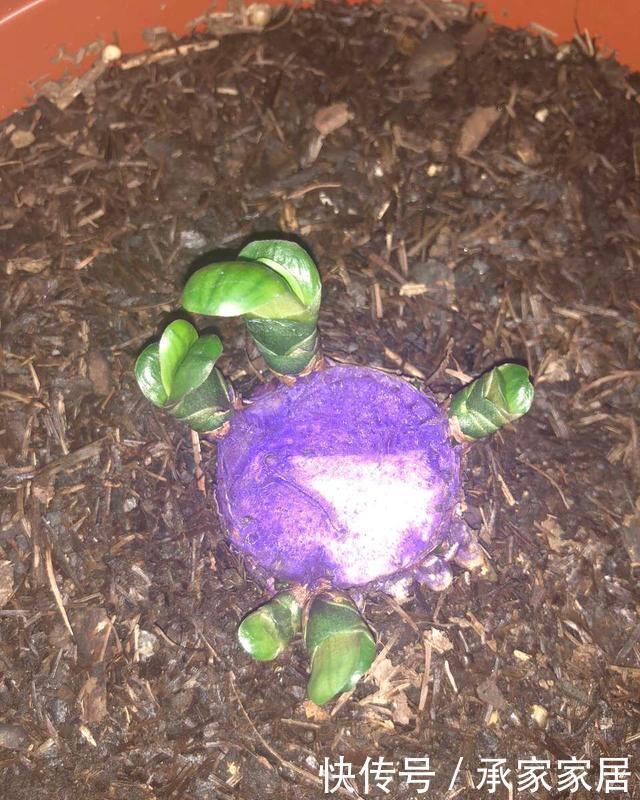 李大姐|李大姐养君子兰,开春切一刀,养60天,冒出9个芽,要爆盆了