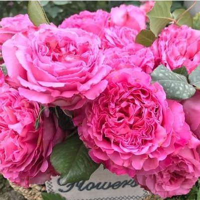 喜欢养花，不如养盆月季，花朵柔美高雅，轻松建造温馨花园