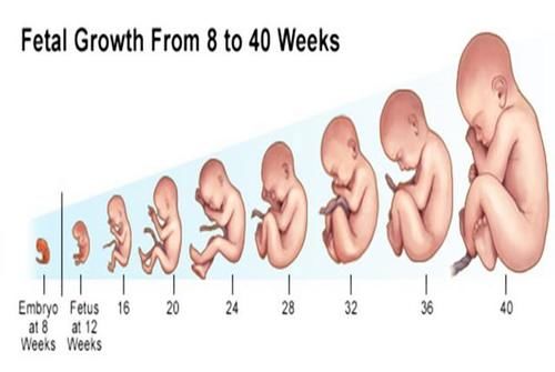 子宫|胎儿能听到子宫外的声音吗？了解“听力发育时间轴”，科学做胎教