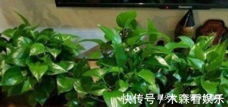 养花|绿萝最喜欢“1种水”，10天浇一回，没有黄叶、绿油油！