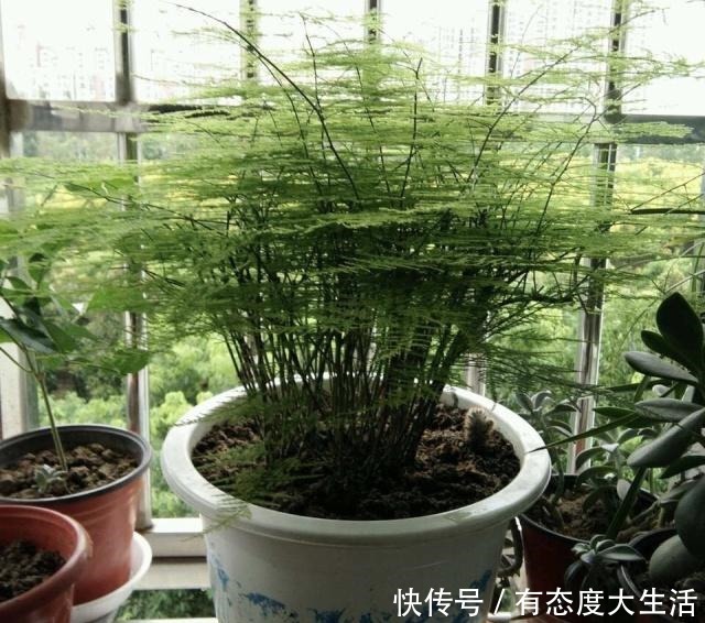 文竹“别乱放”,养家里这“3个地方”,叶子翠绿,笋芽嗖嗖冒!