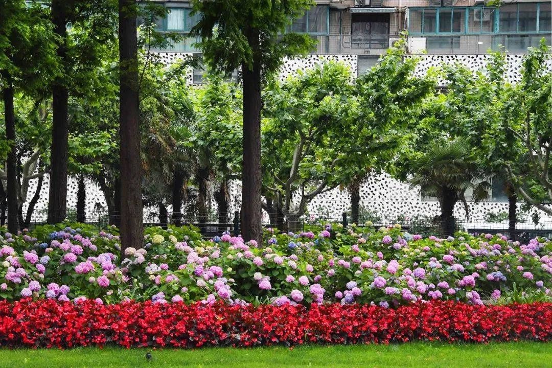 马卡龙|绣球繁花尽绽放 徐汇街头觅“清新”