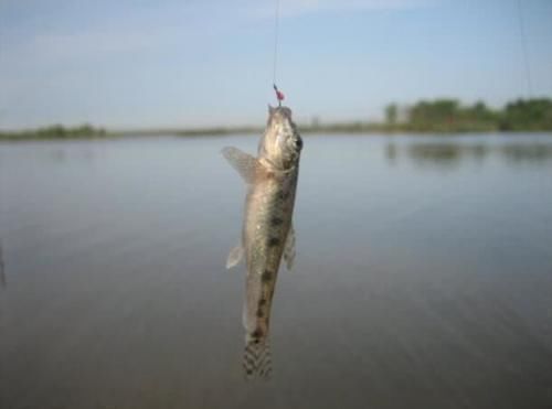 食用价值|农村这种鱼,儿时很多,钓鱼人见到就头大,如今却5元一条很稀罕