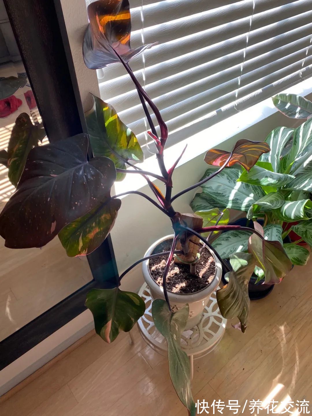 上百块一盆的粉公主蔓绿绒，比粉刚果蔓绿好太多，适合你养吗？