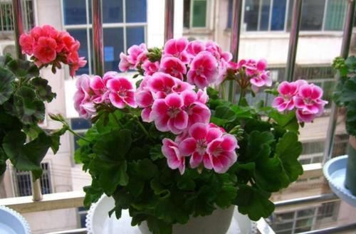 养护|阳台再小,也要养4种花,一年开花230天,轻松开成小花园