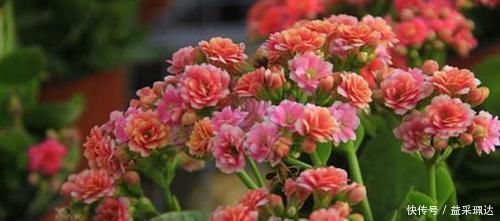 4种花不能多浇水,少浇水反而不烂根,长得旺,是懒人盆栽的福音