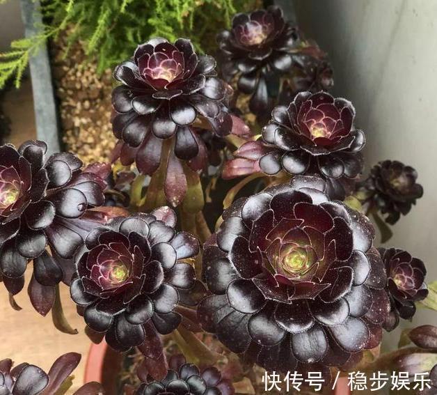 4种情况出现，就得给多肉''砍一刀''，植株方能越长越美