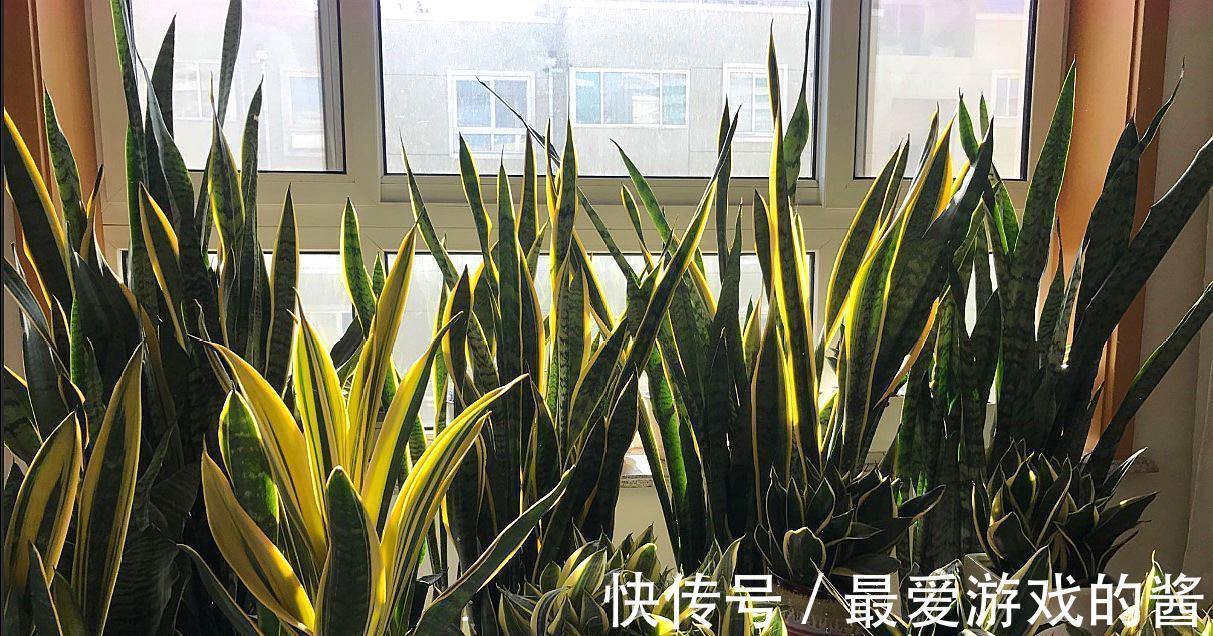 5种漂亮花，冬天爱睡觉，少水缺粮多晒晒才能长得好