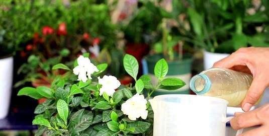 用的“养花口诀”,学会了你也能养好花,收藏了!