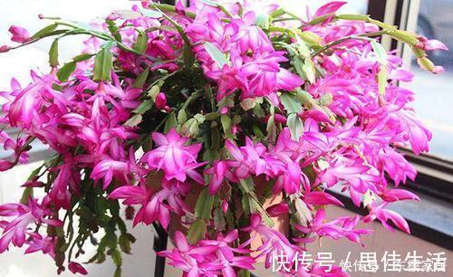 黄叶|蟹爪兰有5怕,了解掌握,不黄叶不掉花苞,越长越旺!