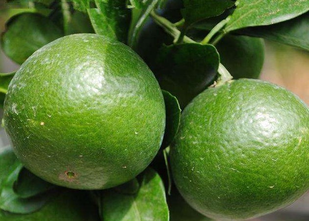 口臭|橘子皮加食盐泡一泡,喝一次能省下几百元,解决了全家的难题