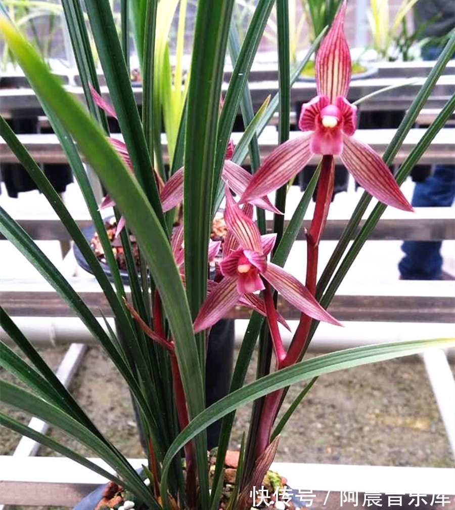 曾经的国兰第一“红素”,现跌落神坛,品相完美,养过的都是牛人