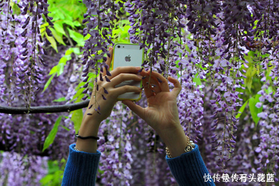 大岩桐|寓意“紫气东来”的5种花,养在家里“年年”都能开,太赞了