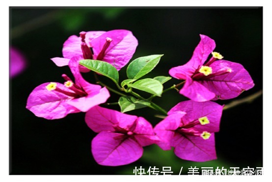 三角梅开花稀稀疏疏,教你2个小妙招,三角梅花开爆盆