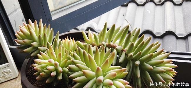 养多肉千佛手,记住4点,一棵长成一大盆,养成垂吊状,漂亮!