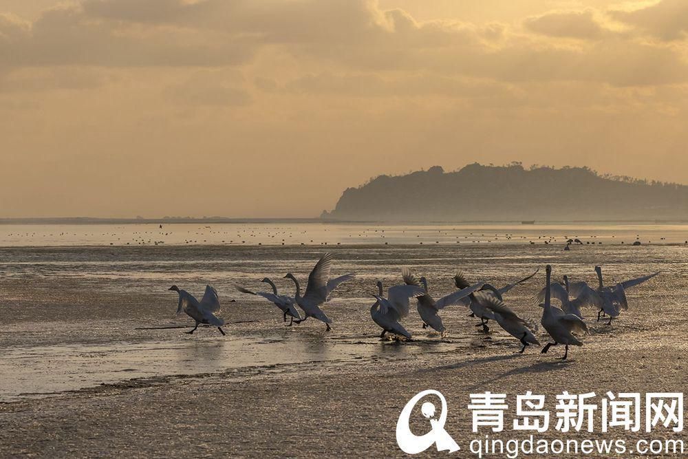 青岛海鸥的邻居 在荣成越冬的大天鹅