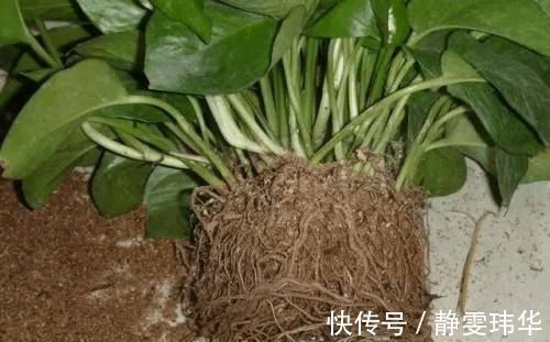 逛花市千万别买这3种花,内藏“猫腻”,买回家很难养活