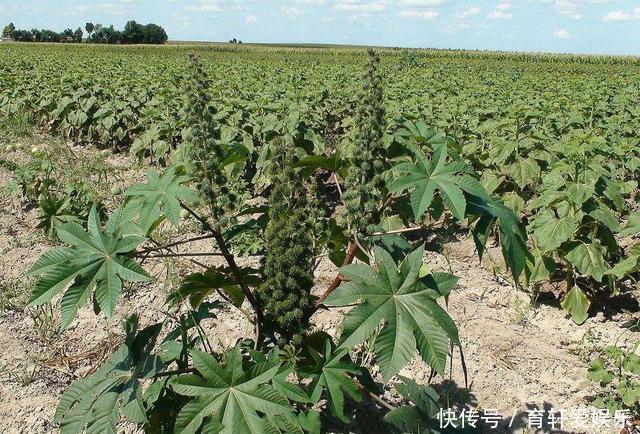 航空航天|暗藏剧毒却被广泛种植,多国列为战略物资,蓖麻到底有什么用处