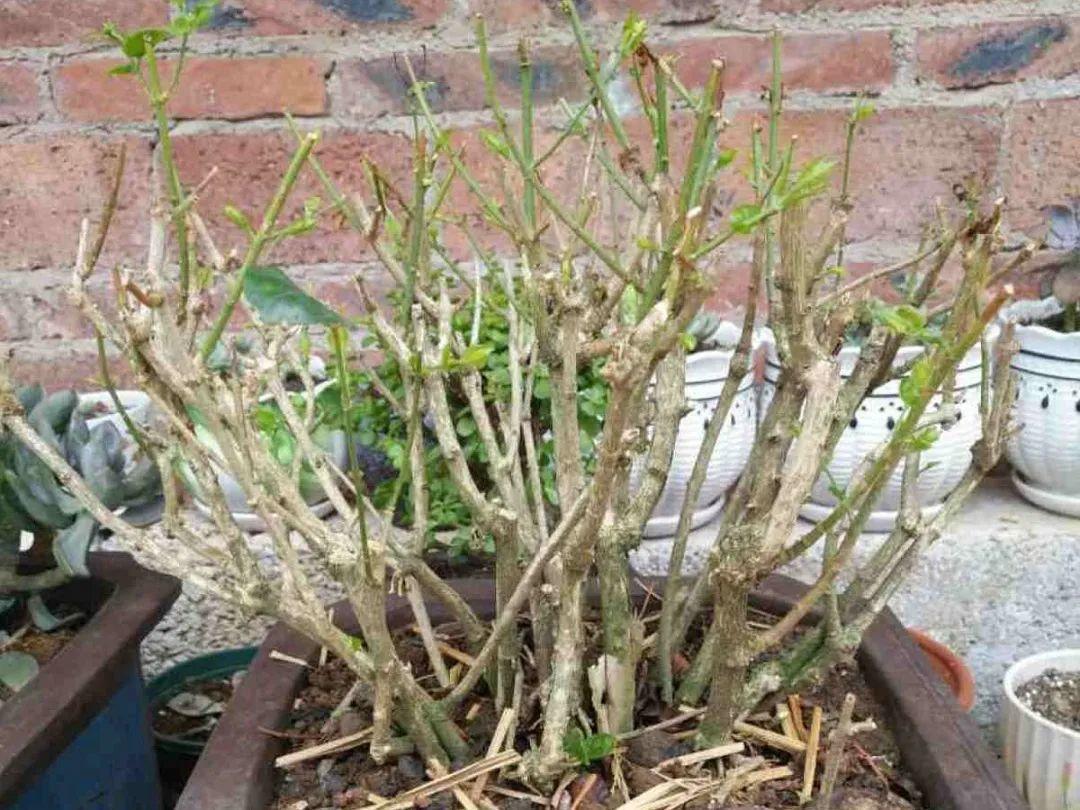 营养液|马上进入花期的花，10天一次肥，下个月就开花