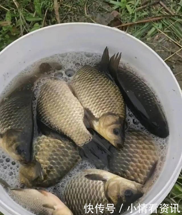 野钓连杆双飞的秘密勤抽窝、多放口、以鱼诱鱼！