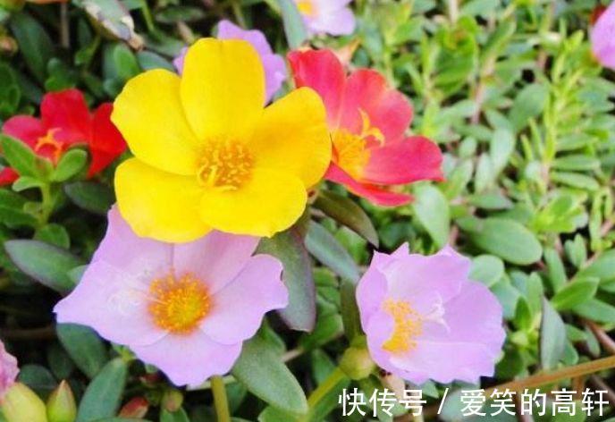 太阳花|家里就养4种花,沾土就活,不用管也能花开不断,一开100天