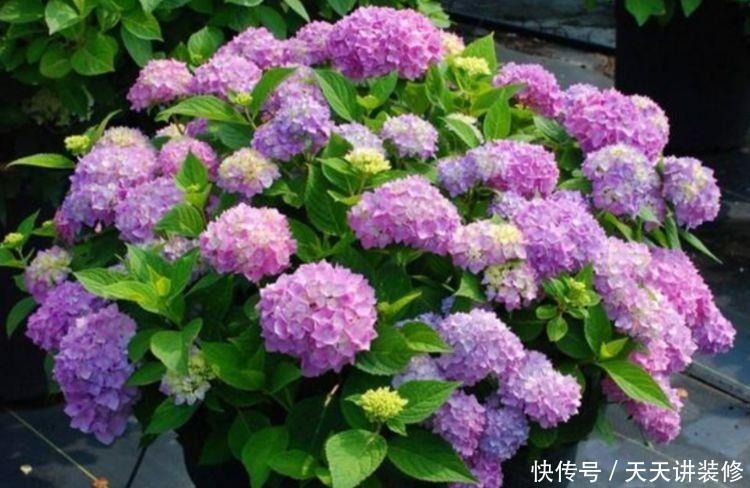 冬天养此几款花,开花量大,花开枝繁叶茂,颜值超高的