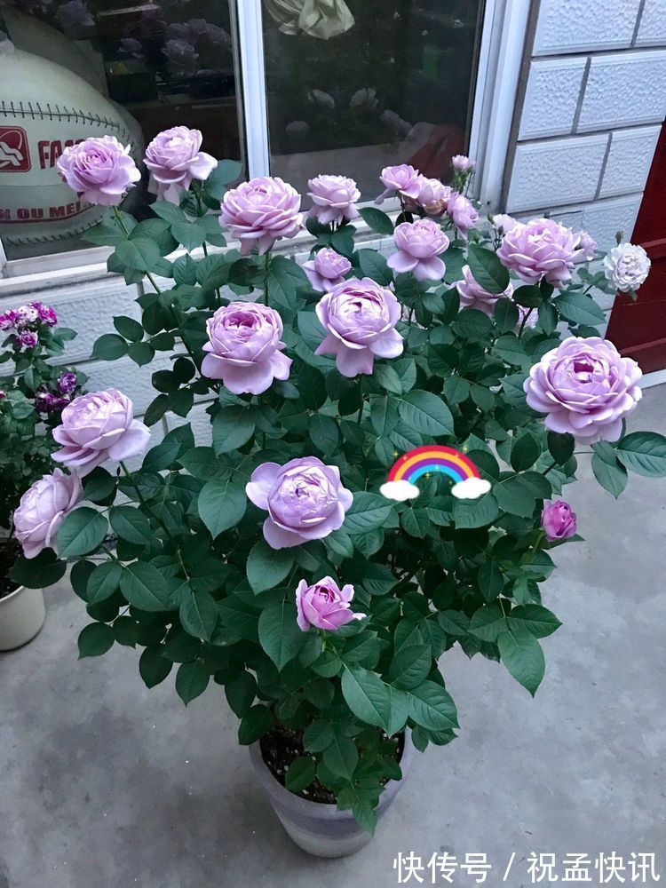 家里养着几款花,开花媲美玫瑰,四季花开,养在阳台生机勃勃