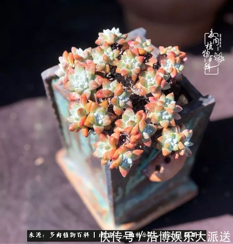 挂区|因为多肉，背井离乡来到开挂区，多肉变好看，小伙变大叔！