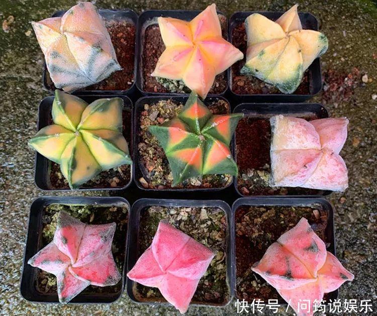 鸾凤玉|今年最火的奇葩多肉,价格这么贵,还有人抢着买!