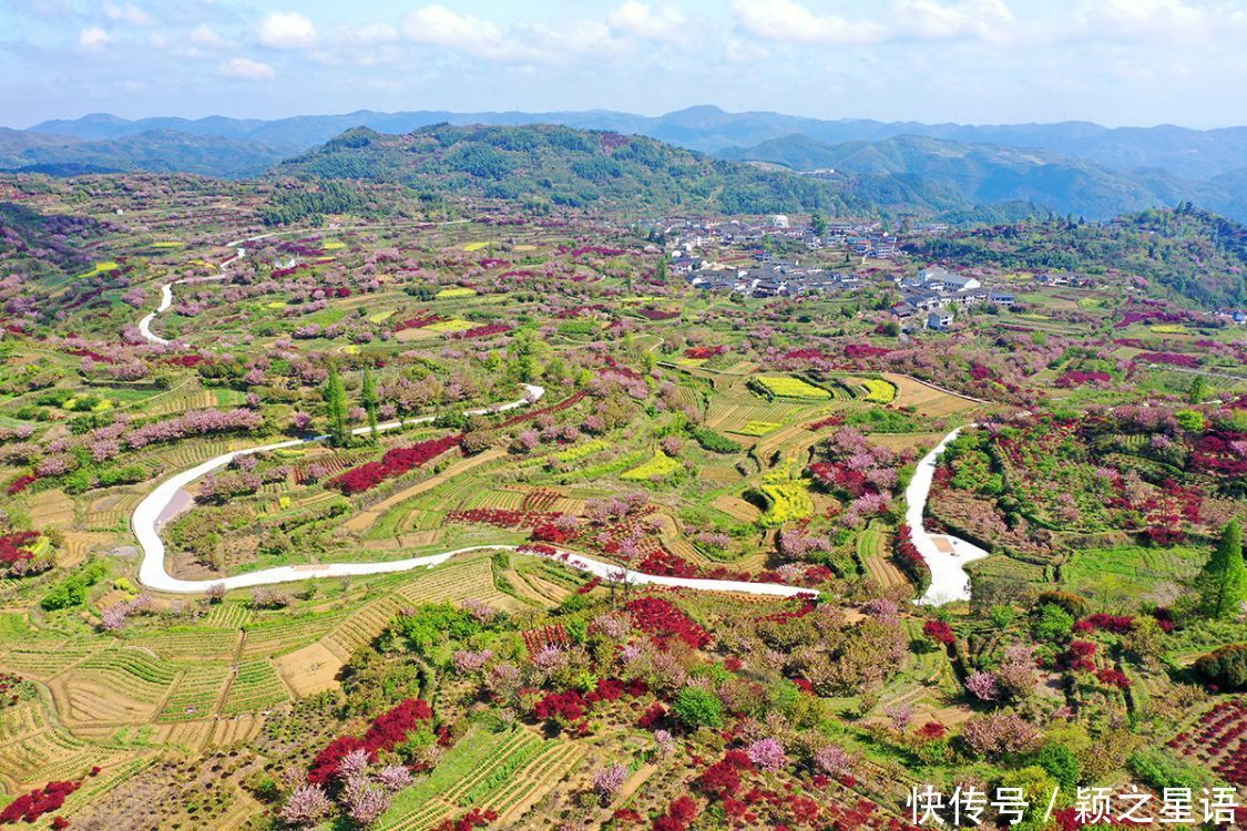 白鹿村、上马村、雅庄村，十里樱花十里尘，经典赏樱路