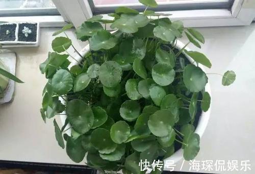 客厅2个地方,千万别养花,不能忽视,养了也尽快搬走!