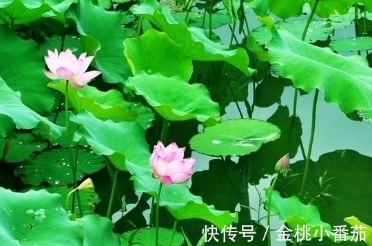 福气|8月上旬，吉星照耀，4属相福气满满，日子越来越旺，顺心如意