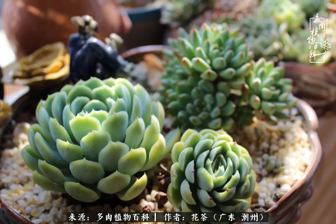 放松心情,静享愉悦,阳光下的多肉是最美的!