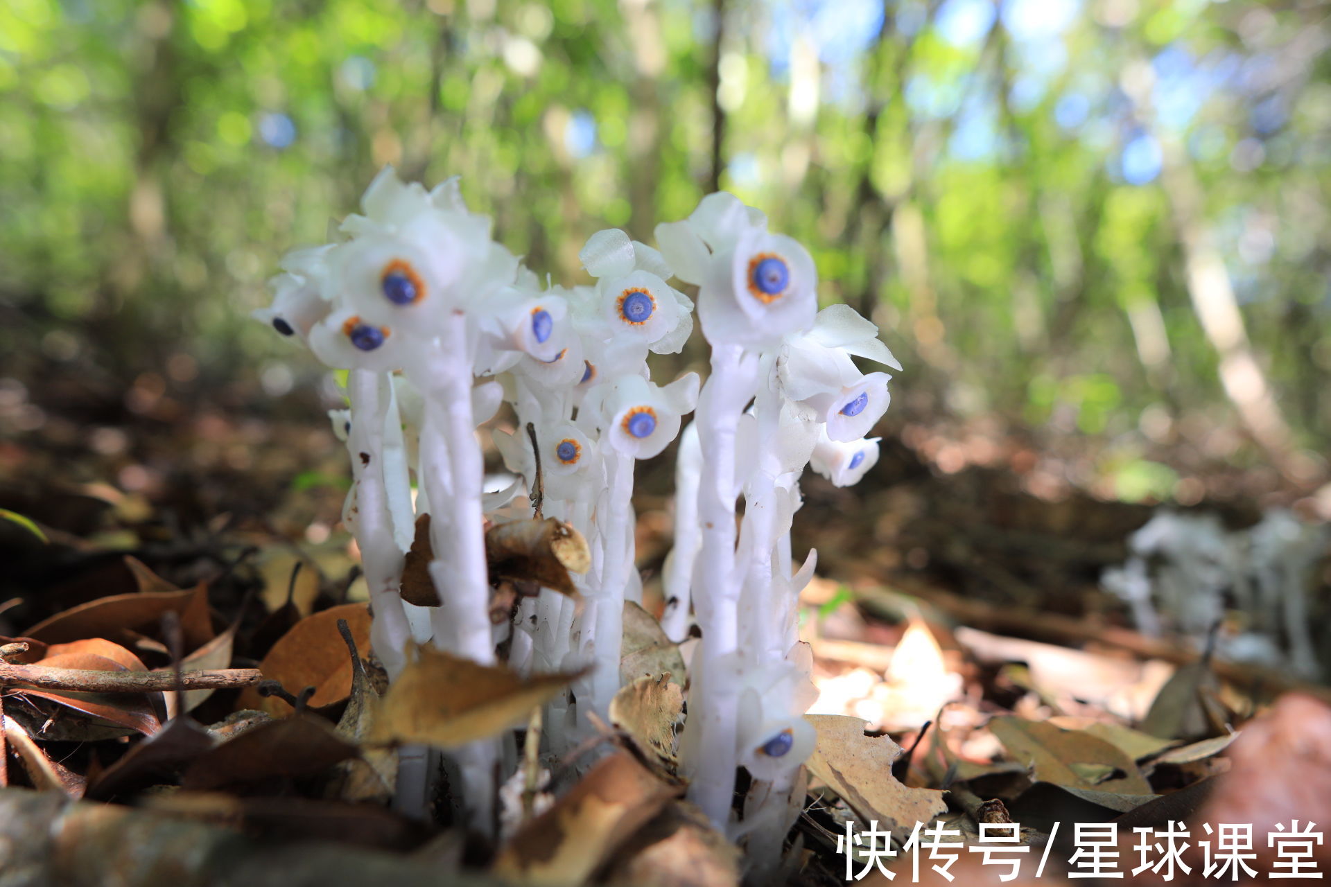 湖南发现大片“冥界之花”，它的出现预示着什么？