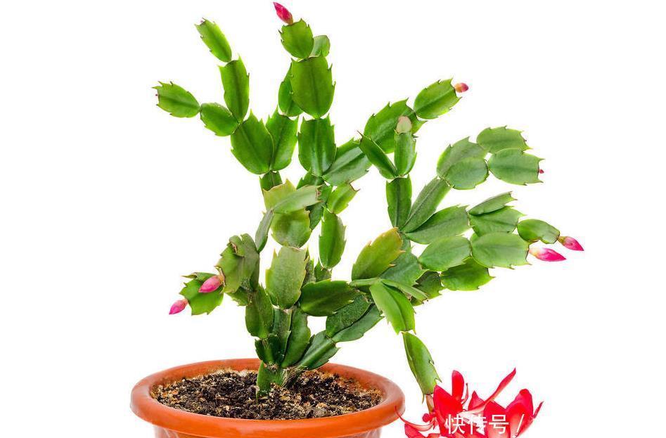 进入春天，就别让蟹爪兰开花了！这样养护叶片肥厚容易度夏