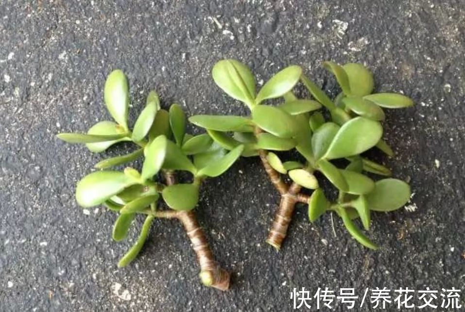 适合新手操作的3种繁殖多肉技巧，在秋季繁殖成功率更高