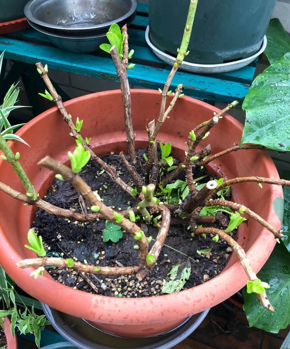 有“两种花”，春天一定别修剪，花苞才能更多开花更美